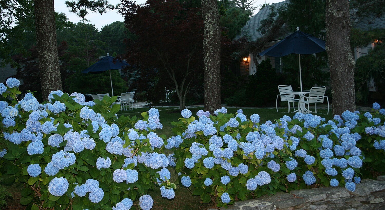 Stone wall lined with large blooming blue hydrangea bushes with patio tables on a lawn behind