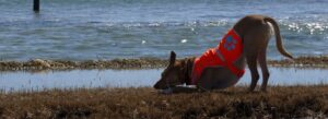 A dog wearing a bright orange safety vest playing with a ball in the grass on a beach near the water in Cape Cod.