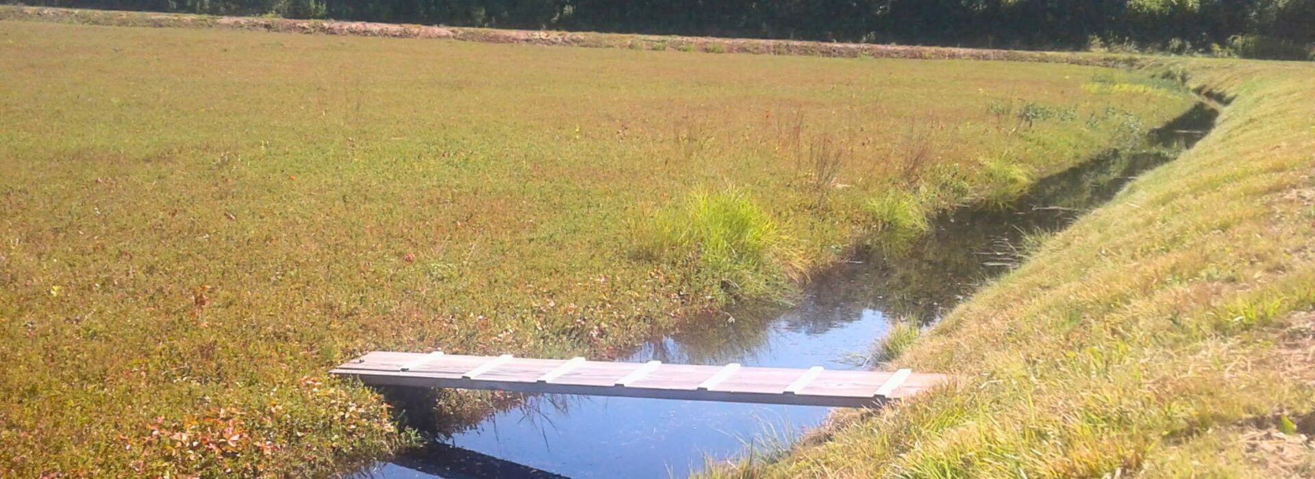 Wooden footbridge crossing a flooded cranberry bog ditch on a sunny Cape Cod day near Chatham.
