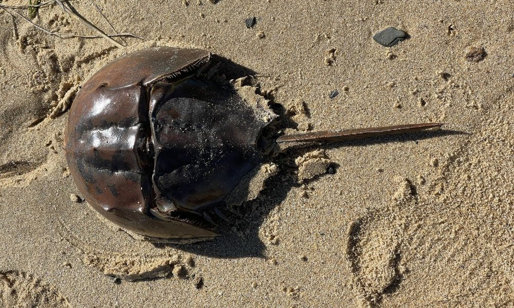 Horseshoe crab resting on a sandy Chatham beach, a common sight during a Cape Cod vacation.