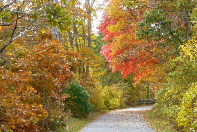 Empty paved trail going through a dense wooded area full of fall colors of green, orange and yellow