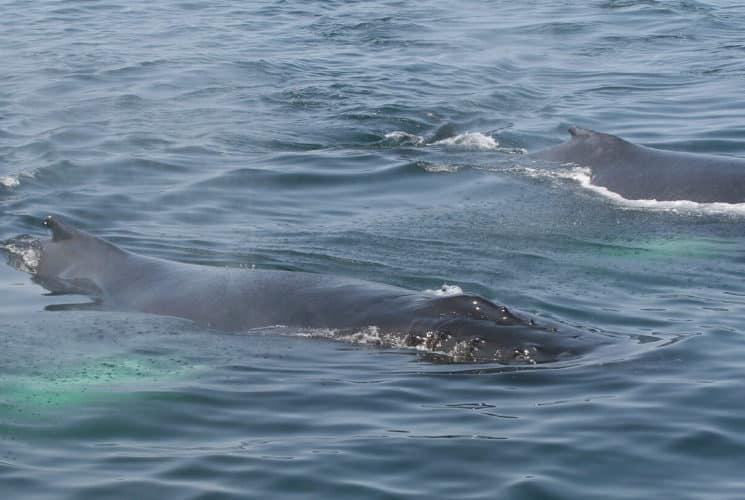 Two whales breaching the top of the water in the middle of clear blue ocean water